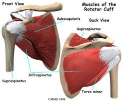 anatomia spalla 3